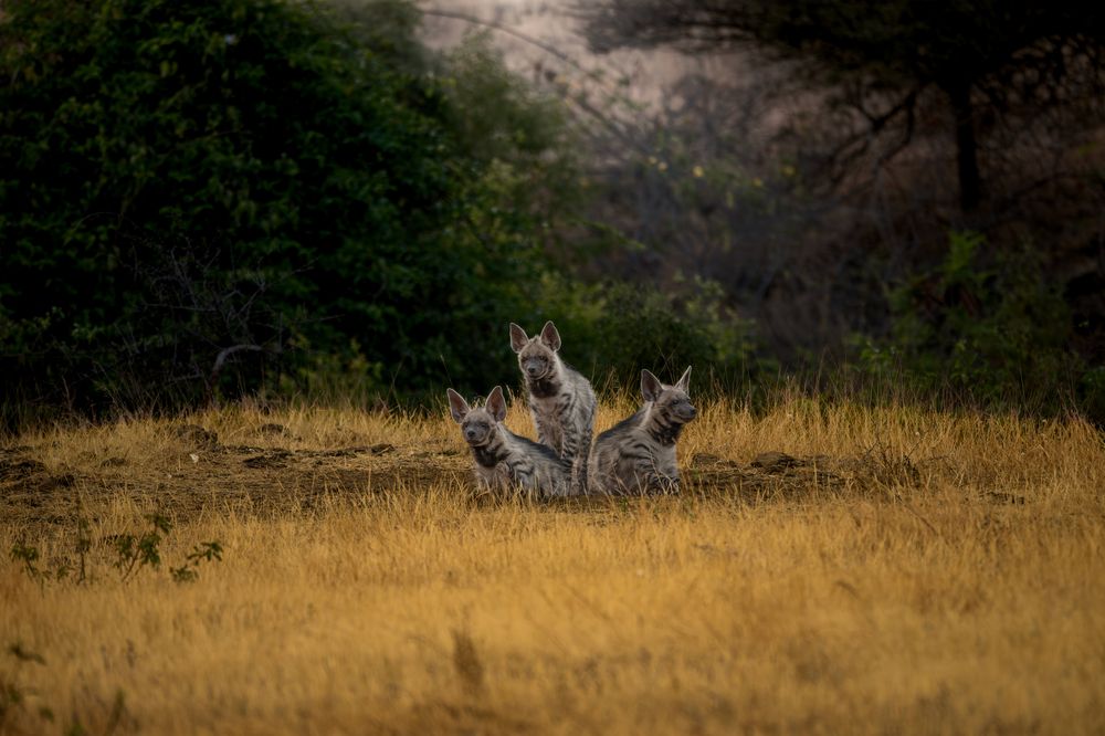 Indian Striped Hyena