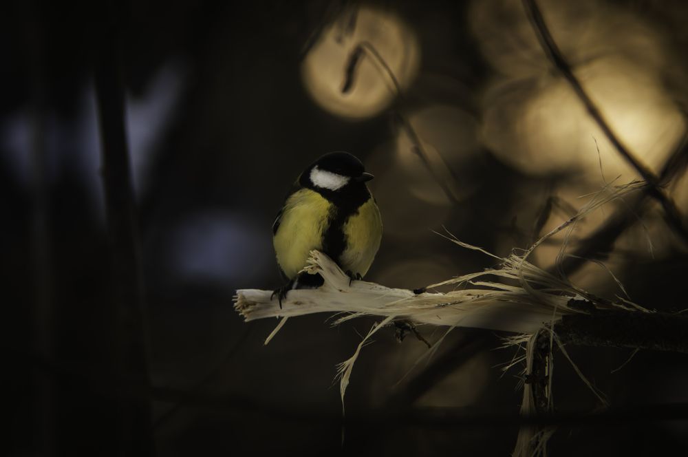 Photograph by Stanislav Nilsson