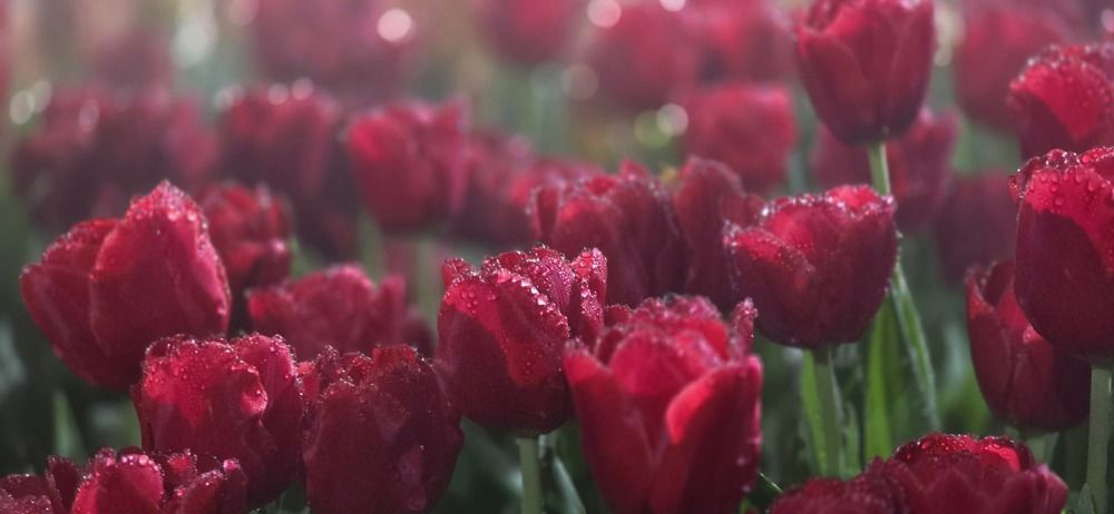 Фотография автора Svetlana