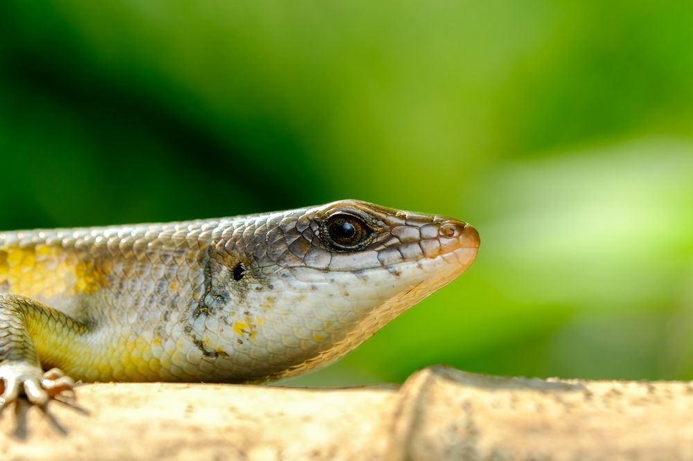 Photograph by catur handoko