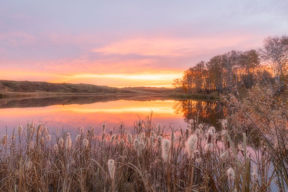 Камыш в огненном рассвете