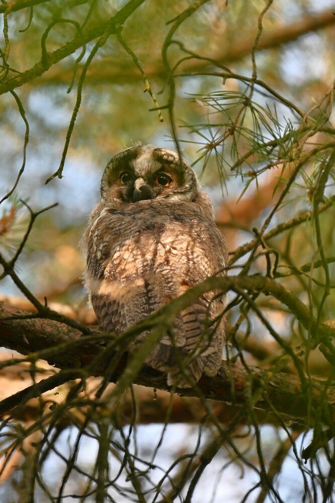 Фотография автора IRINA FILIPPOVA