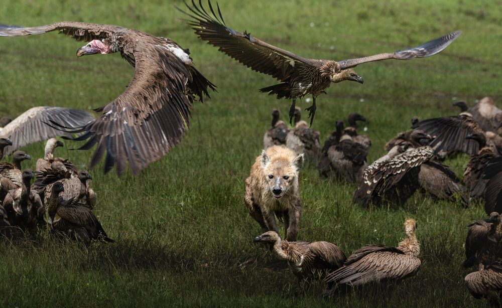 Фотография автора Madhu Mohan C