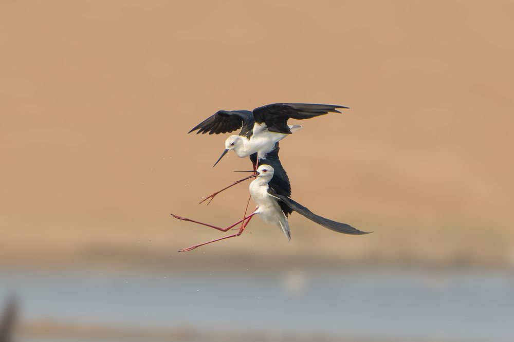 Фотография автора Chandramouli Chandramouli