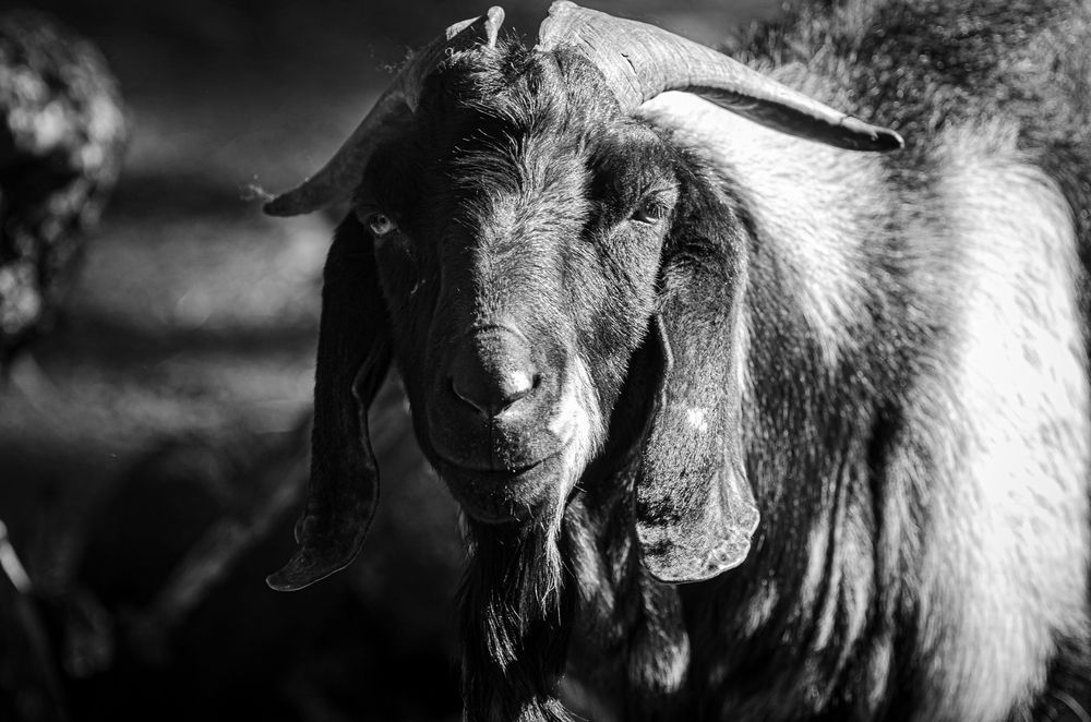 Photograph by Елена Берсенёва