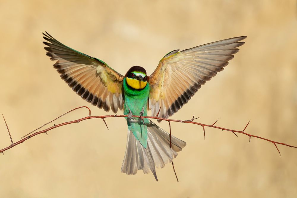 Photograph by Татьяна Жеребцова