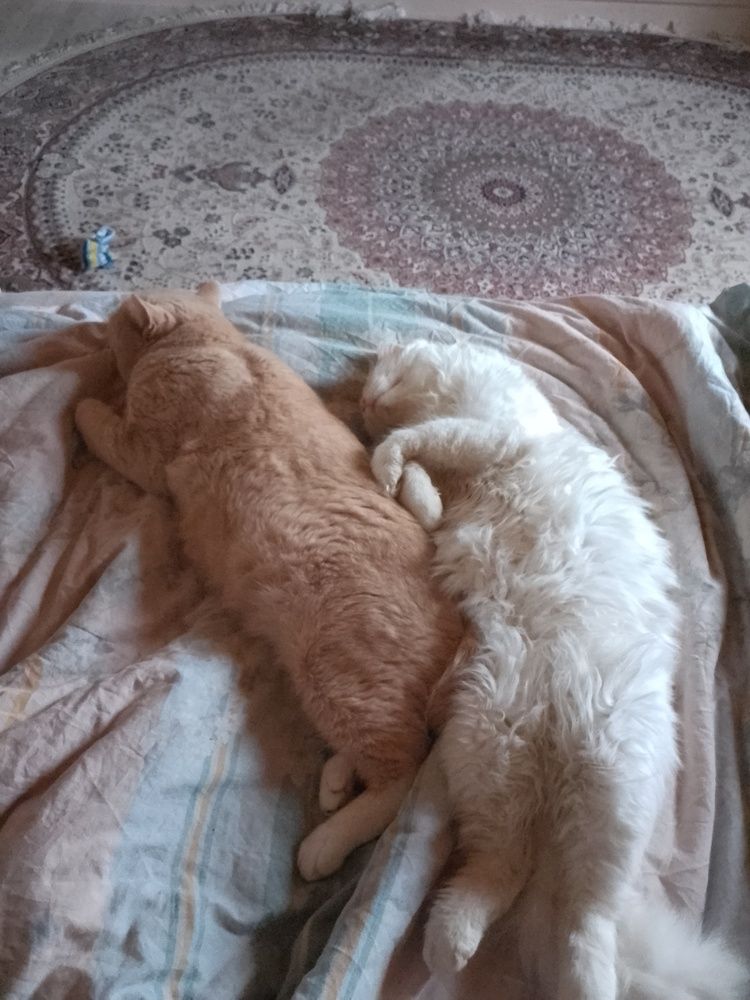 Братская любовь!