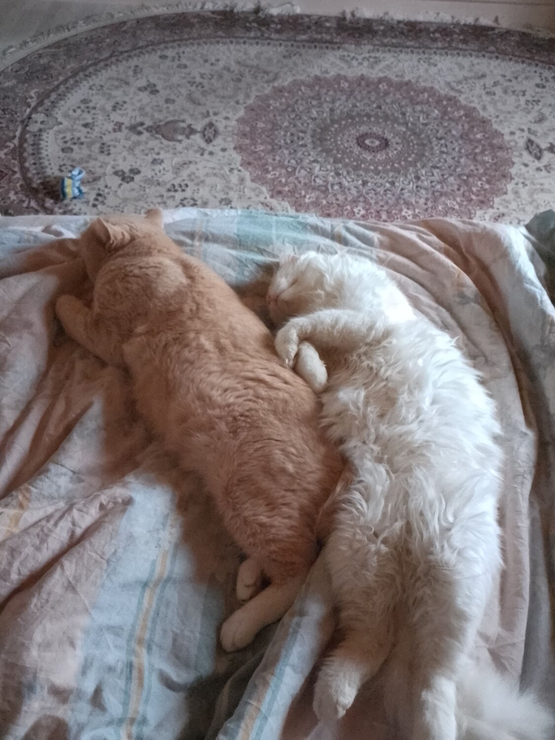 Братская любовь!
