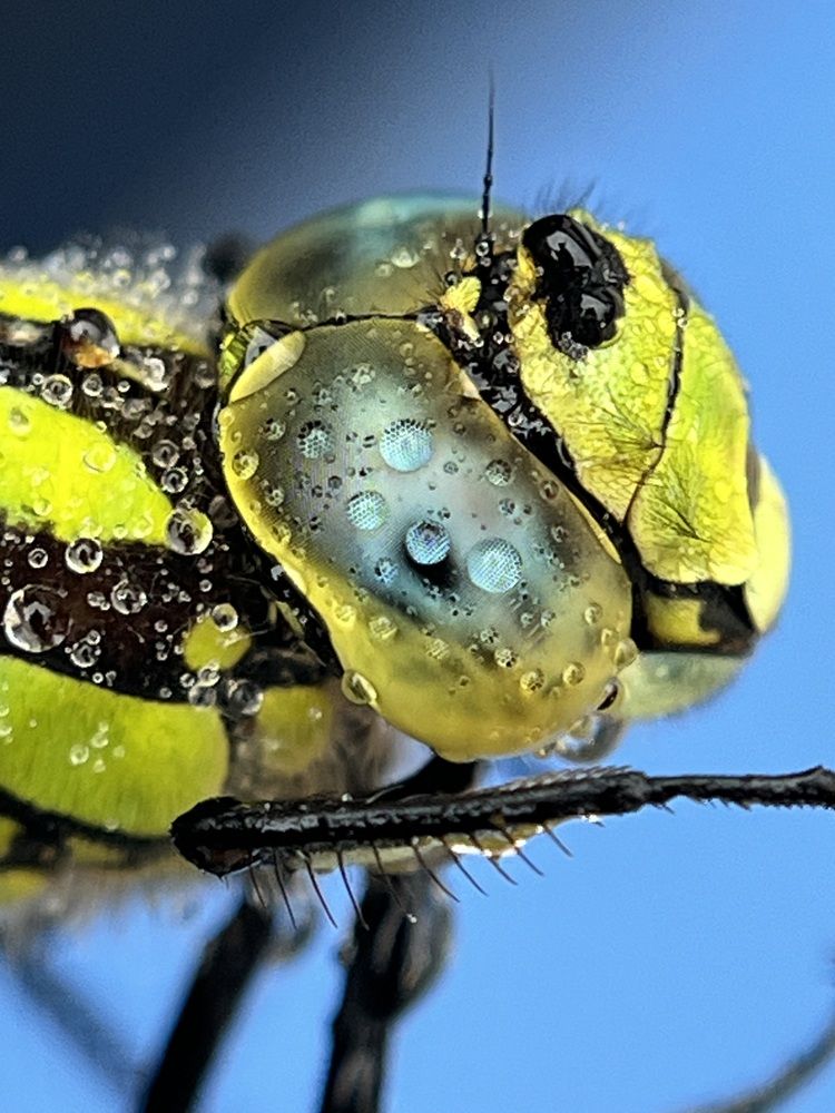 Фотография автора Alyona Madsen