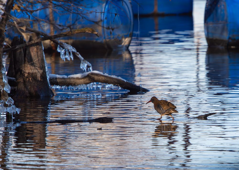 Фотография автора Алина Руденко