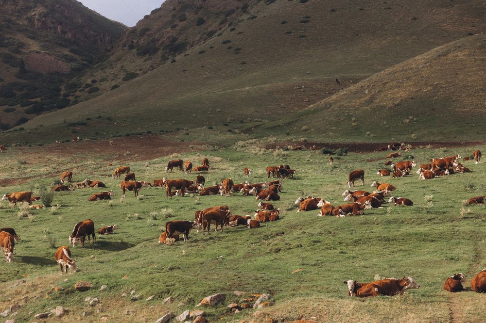 Photograph by Родионов Дмитрий