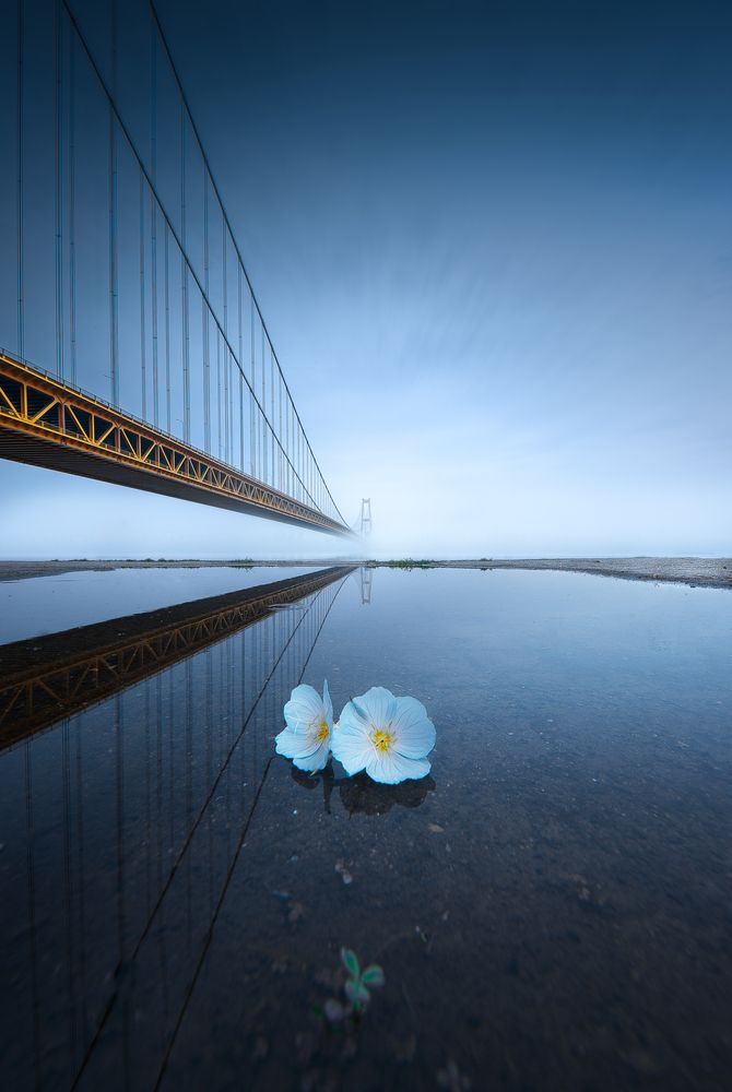 Remnants of flowers under the bridge
