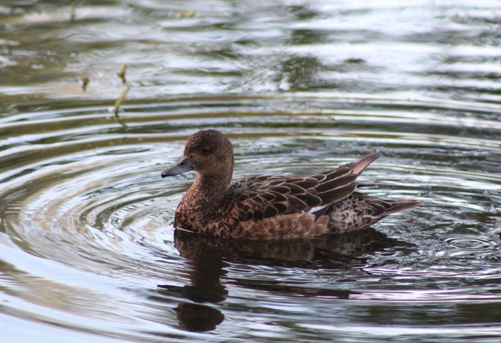 Photograph by Kim Natasha