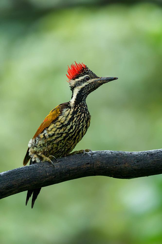 Фотография автора Hari Venkatesh