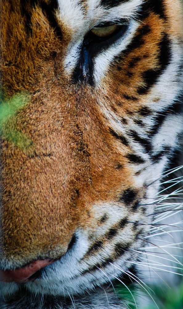 Photograph by Максим Романов