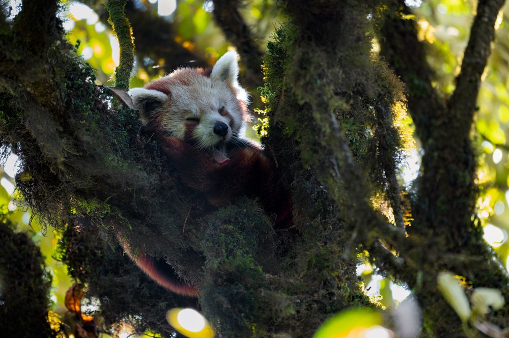 Red Panda