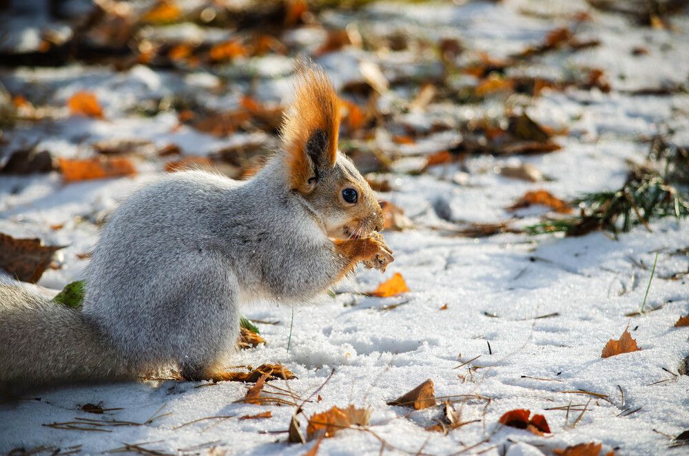 Photograph by Максим Романов