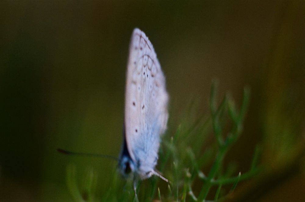 Butterfly on film