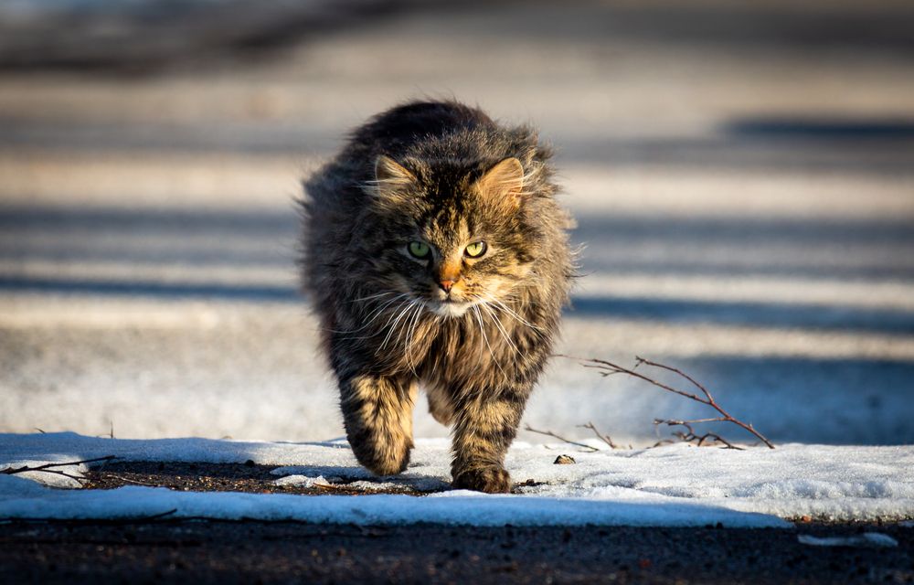 Photograph by Диана Бородзе