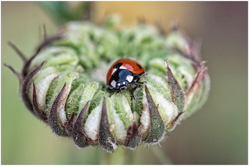 Photograph by Ratnadeep