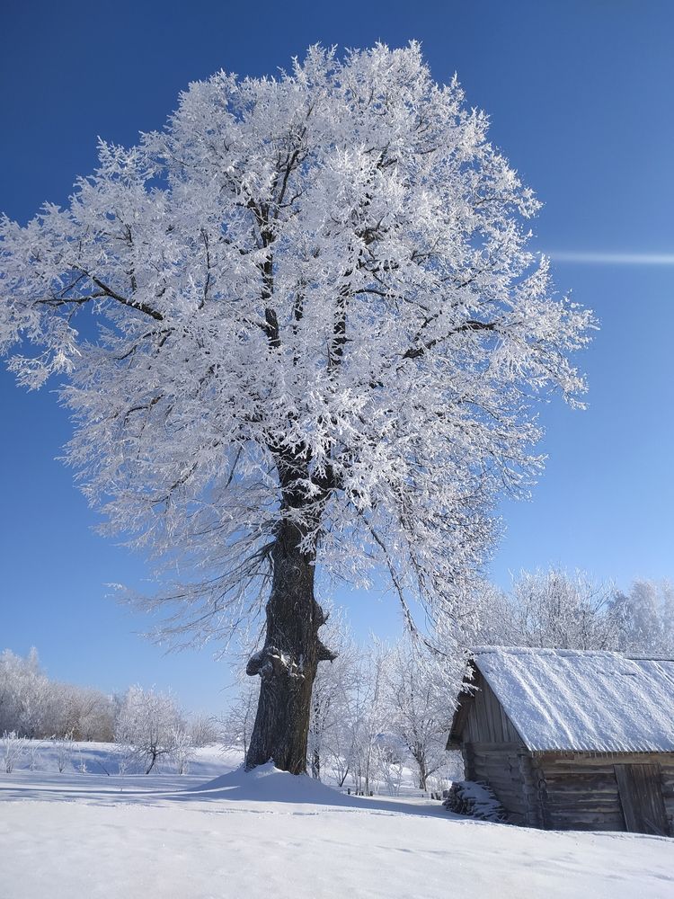 Липа вековая...