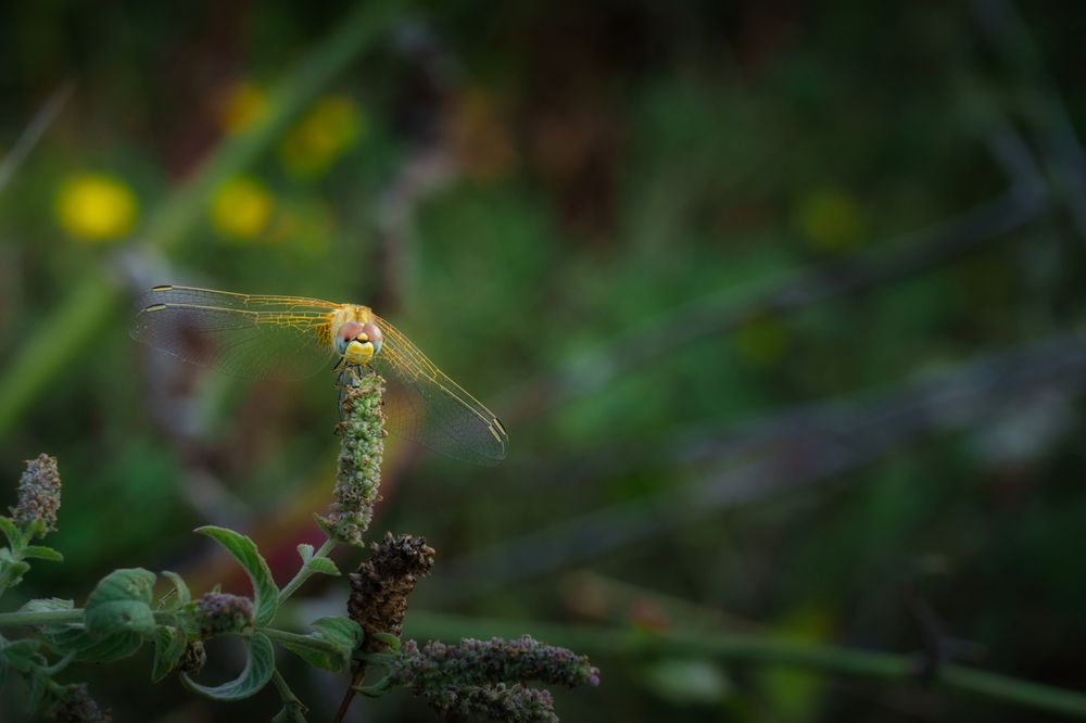 Dragonfly