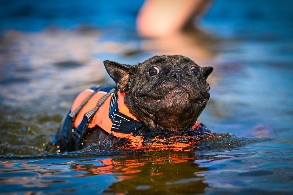Фотография автора Дмитрий Дуров