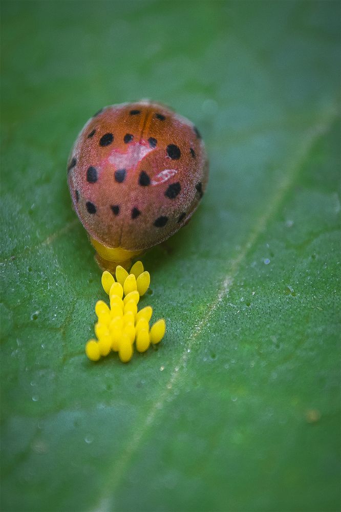 Photograph by GUHA SoumyaKamal