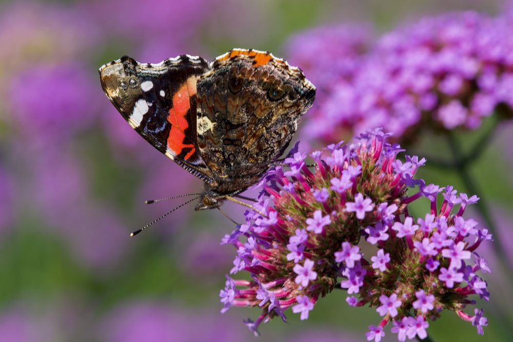 Фотография автора Viktoriya Kim