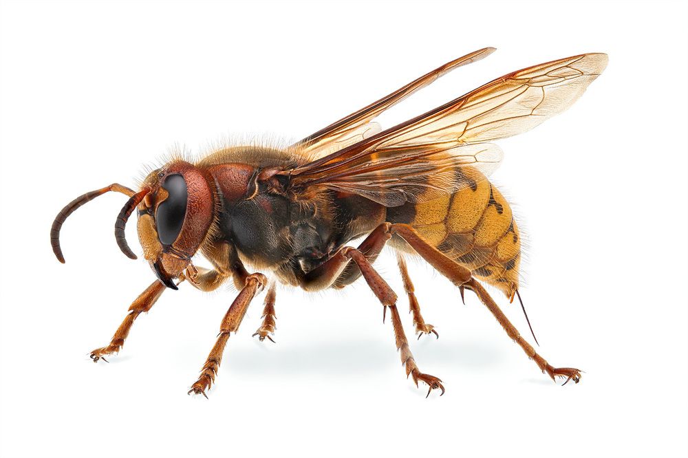 Photograph by Rastislav Borovsky