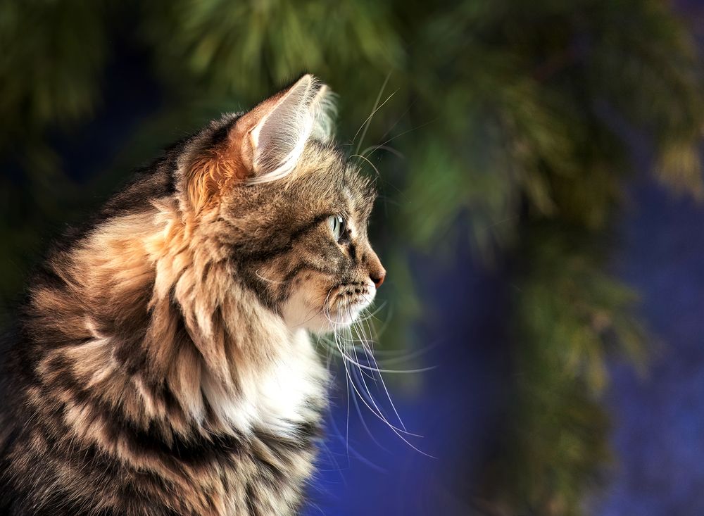 Фотография автора Ольга Фомичева