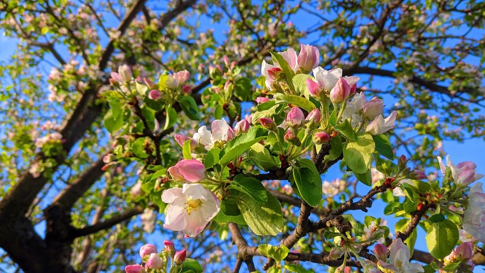 Весенний сад
