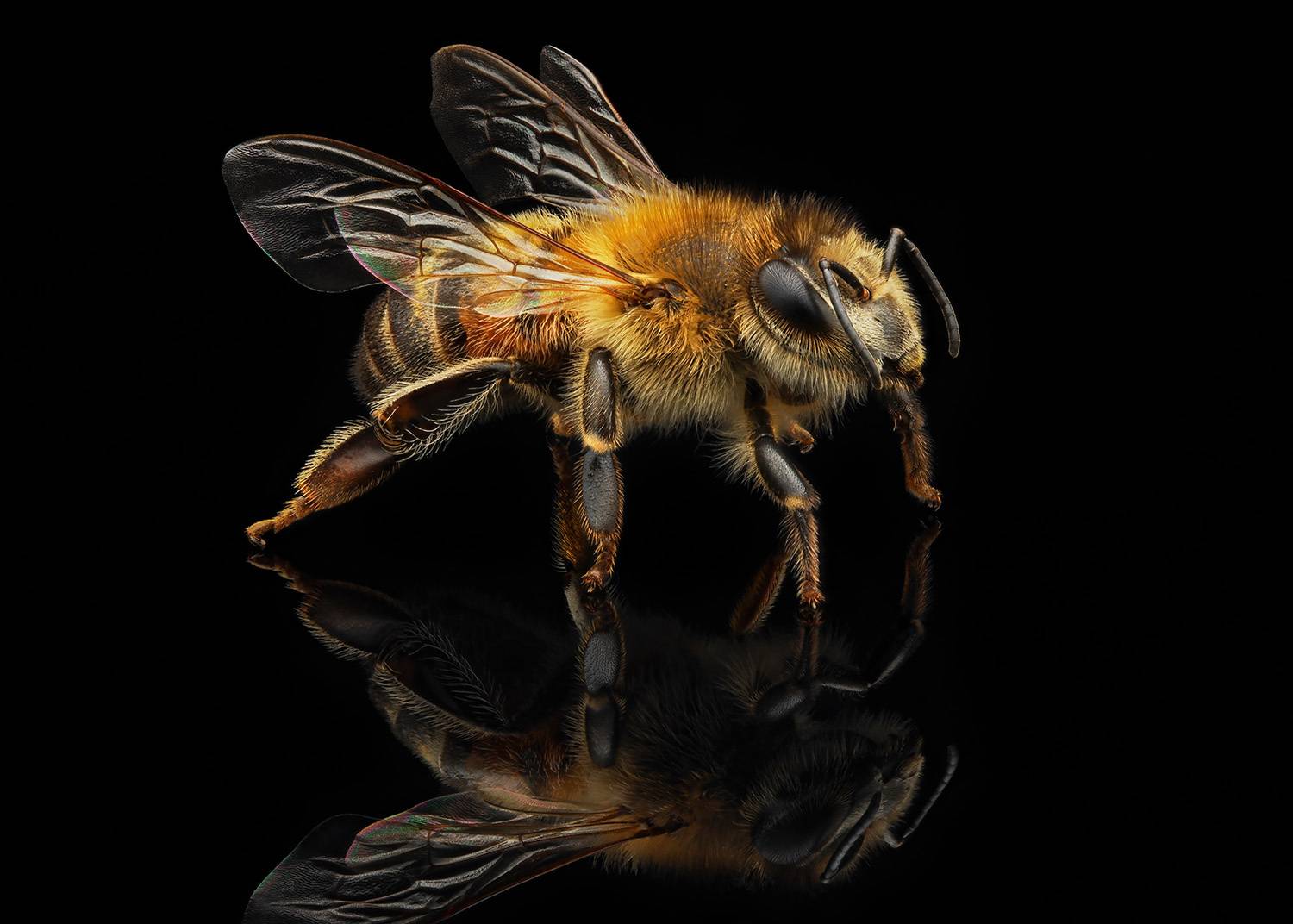 Фотография #12033044