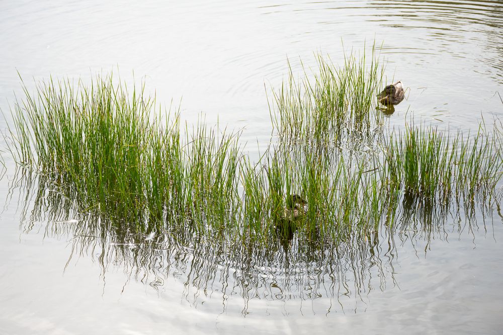 Чертановские утки