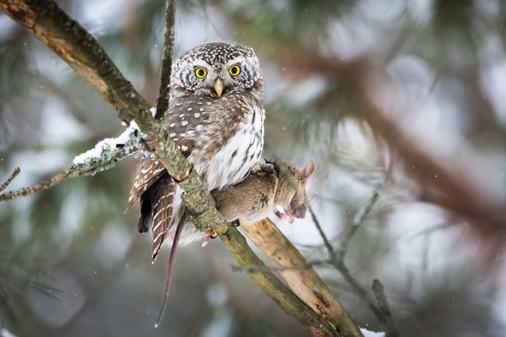 Photograph by Антон Лабачоў