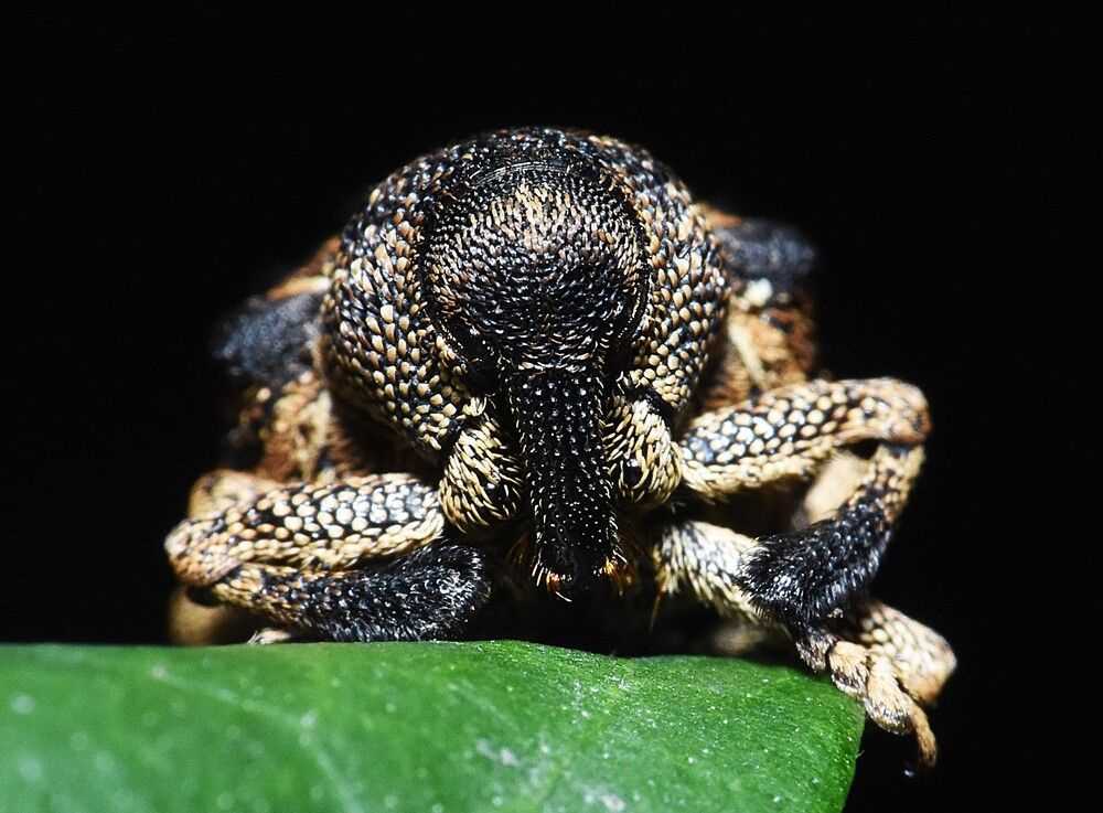 Photograph by Kushal Sharma