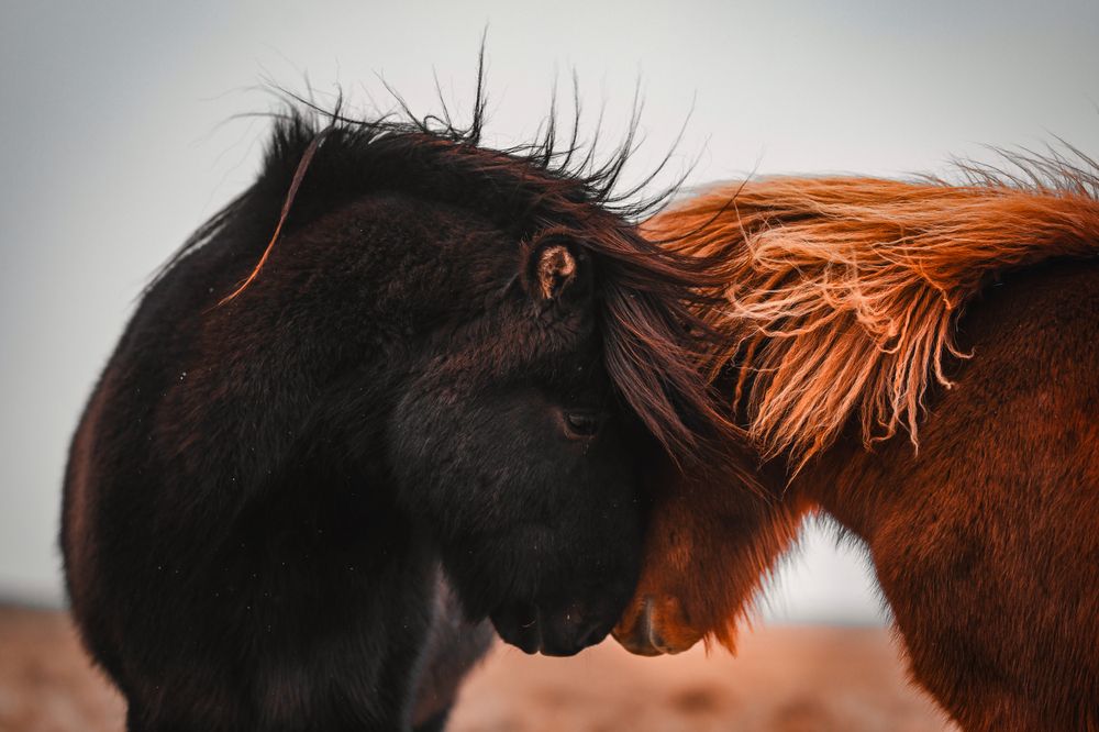 Photograph by Aman Wilson