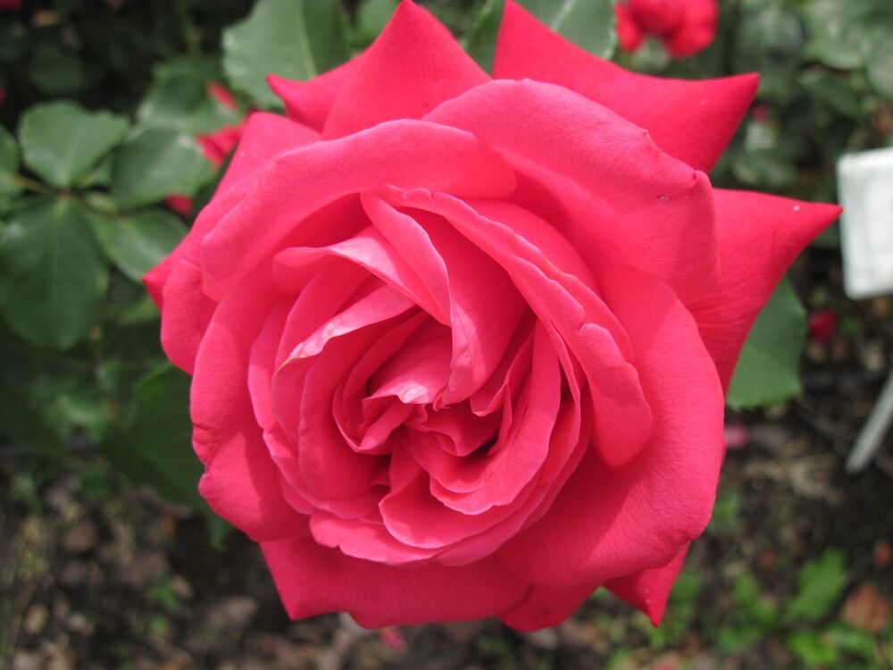 Фотография автора Георгий Самусевич