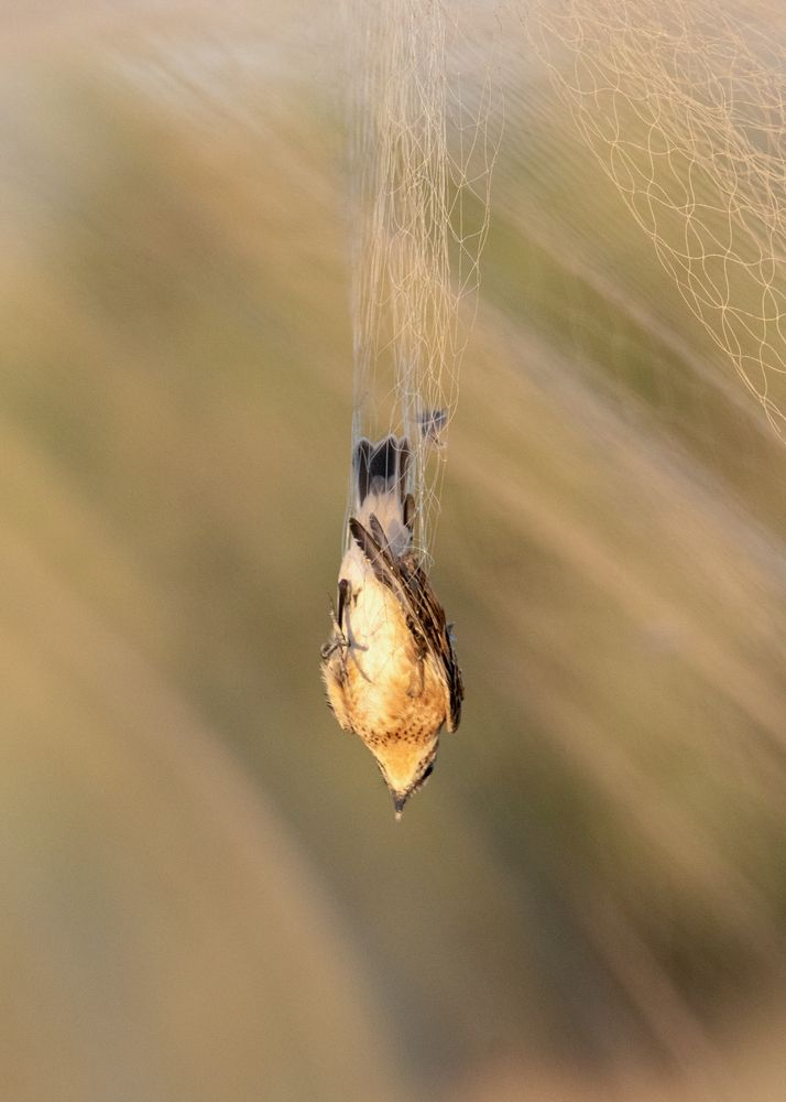 Photograph by Mohamed Badran