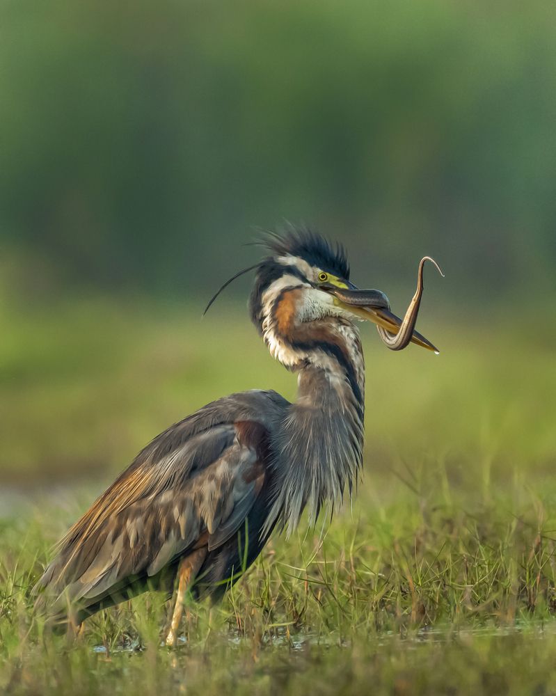 Photograph by Rahuldeb Bhattacharya