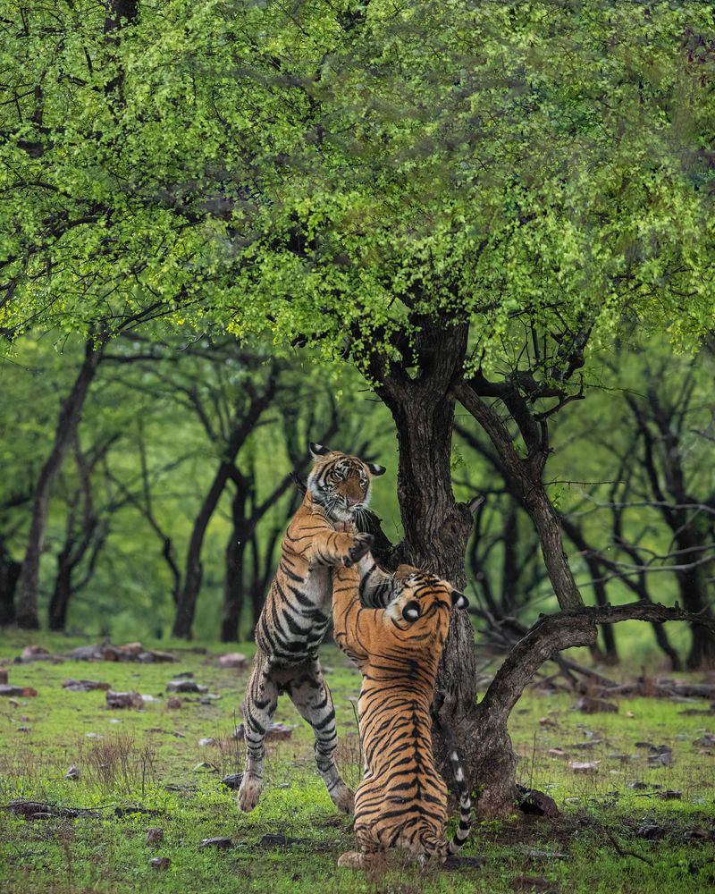Photograph by Abhaya Shukla