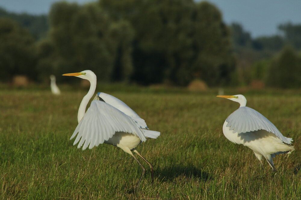 Photograph by Елена