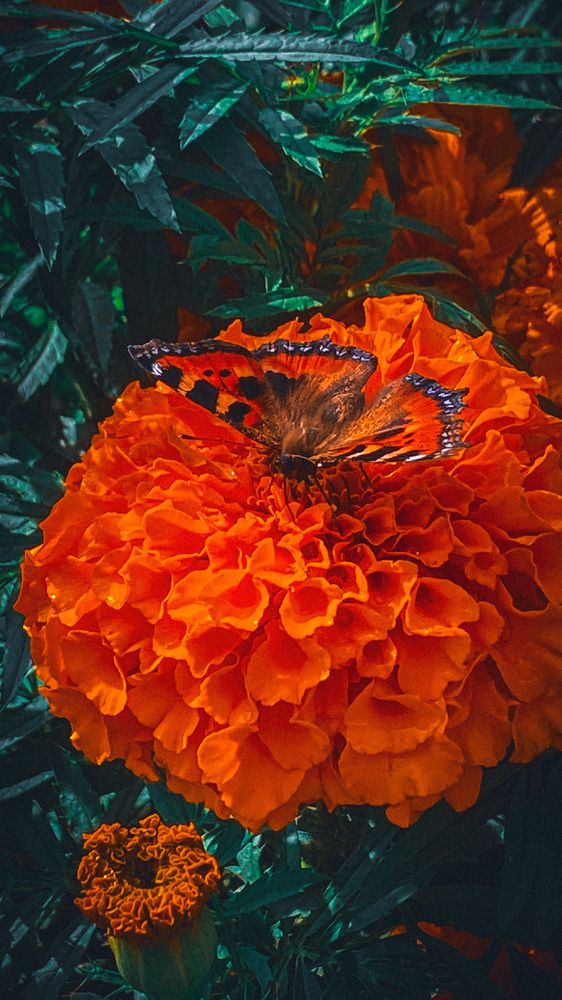 Фотография автора Анна Кулакова