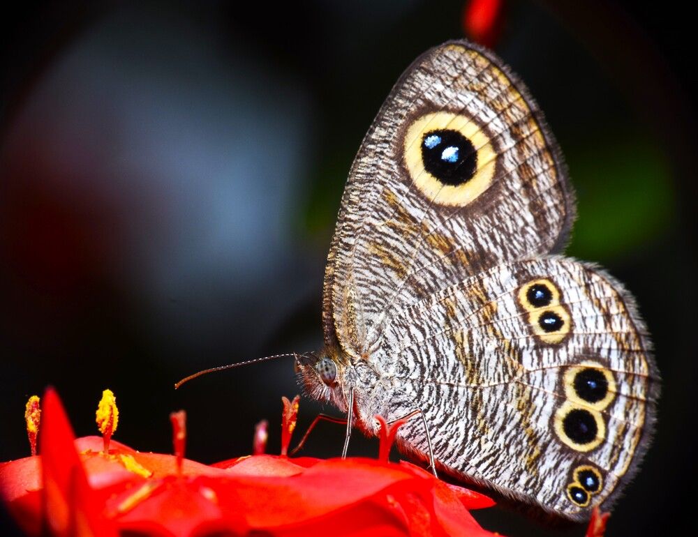 Photograph by Kushal Sharma