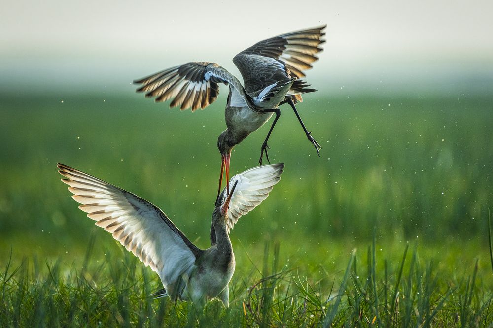 Photograph by Rahuldeb Bhattacharya