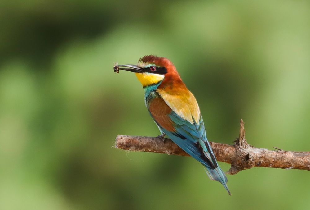 Photograph by Alexei Kriptozoy