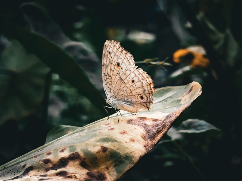 Photograph by Pritam Majumder