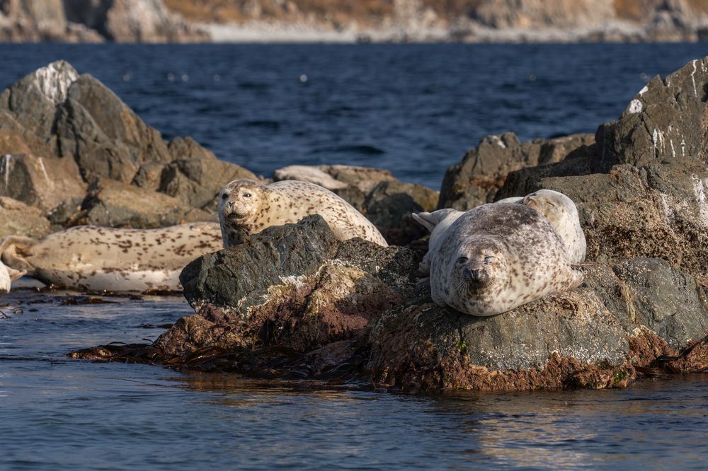 Дальневосточные ларги в дикой природе