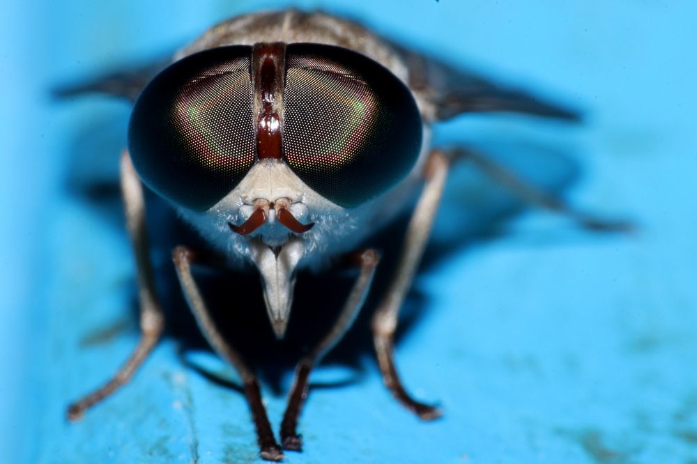 Close up Portrait of Horsefly