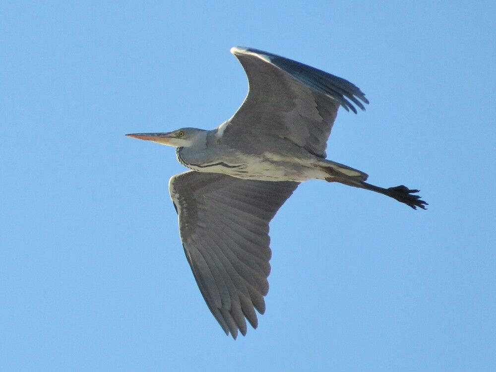 Полёт цапли
